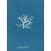 Rhodomela pinastroides - Anna Atkins — widok dzieła