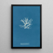 Rhodomela pinastroides - Anna Atkins — oprawiony obraz na ścianie