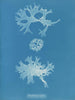 Rhodoménie bifida - Anna Atkins — widok dzieła