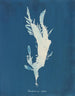 Rhodoménie ciliée - Anna Atkins — widok dzieła