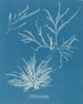 Rhodoménie jubata - Anna Atkins — widok dzieła