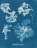 Rhodoménie laciniata - Anna Atkins — widok dzieła