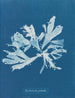 Rhodoménie palmée - Anna Atkins — widok dzieła