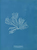 Rhodomenia palmata - Anna Atkins — widok dzieła