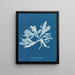 Rhodoménie palmée - Anna Atkins — oprawiony obraz na ścianie