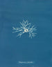 Rhodoménie palmée - Anna Atkins — widok dzieła