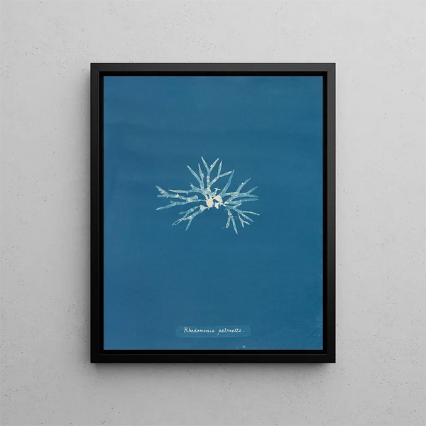 Anna Atkins - Rhodomenia palmetta.webp