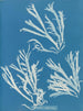 Rhodoménie polycarpe - Anna Atkins — widok dzieła