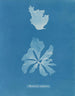 Rhodoménie réniforme - Anna Atkins — widok dzieła