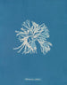 Rhodoménie sobolifera - Anna Atkins — widok dzieła