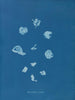Ruisseaux brillants - Anna Atkins — widok dzieła