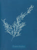 Sargassum bacciferum - Anna Atkins — widok dzieła