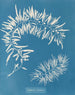 Sargasses plumeuses - Anna Atkins — widok dzieła