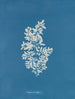 Sargasses vulgaires - Anna Atkins — widok dzieła