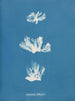 Schizonema dillwynii - Anna Atkins — widok dzieła
