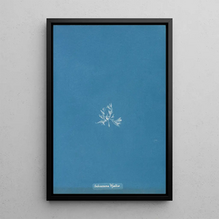 Anna Atkins - Schizonema Wyattiae.webp
