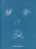 Schizonema helminthosum - Anna Atkins — widok dzieła