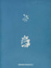 Schizonema najbardziej rozgałęziony - Anna Atkins — widok dzieła