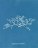 Sphaerococcus coronopifolius - Anna Atkins — widok dzieła