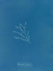 Sporochnus cabrer - Anna Atkins — widok dzieła