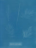 Sporochnus pedunculatus - Anna Atkins — widok dzieła