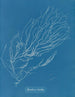Rhizodes de Sporochnus - Anna Atkins — widok dzieła