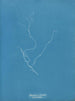 Sporochnus rhizodes - Anna Atkins — widok dzieła