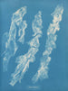 Ulva bullosa - Anna Atkins — widok dzieła