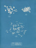 Ulva crispa A - Anna Atkins — widok dzieła