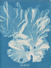 bardzo szerokiego drzewa - Anna Atkins — widok dzieła