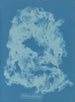 Vaucheria dichotoma - Anna Atkins — widok dzieła