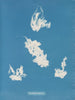 Port de plaisance de Vaucheria - Anna Atkins — widok dzieła