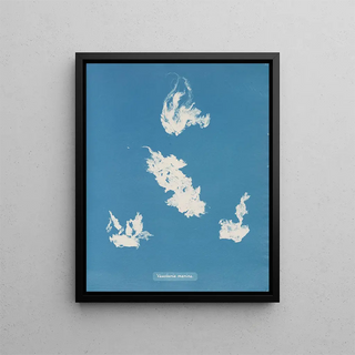 Anna Atkins - Vaucheria marina.webp
