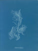 Zygnema brillant - Anna Atkins — widok dzieła