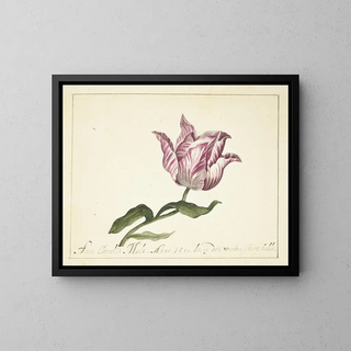 Anna Cornelia Moda - Tulip.webp