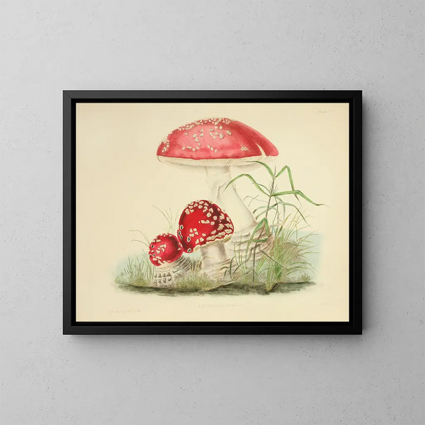 Ilustracje z brytyjskiej mykologii Pl01 - Anna Maria Hussey — oprawiony obraz na ścianie
