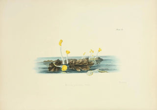 Anna Maria Hussey - Illustrations of British mycology Pl09.webp