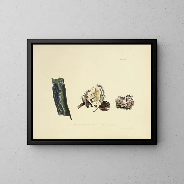 Ilustracje brytyjskiej mykologii Pl20 - Anna Maria Hussey — oprawiony obraz na ścianie