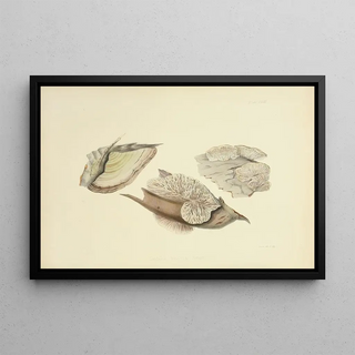 Anna Maria Hussey - Illustrations of British mycology Pl28.webp