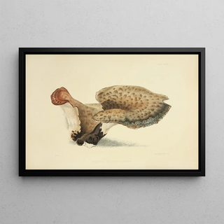 Anna Maria Hussey - Illustrations of British mycology Pl33.webp