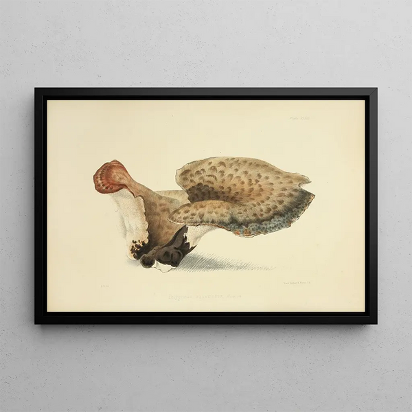 Anna Maria Hussey - Illustrations of British mycology Pl33.webp