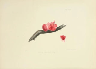 Anna Maria Hussey - Illustrations of British mycology Pl44.webp
