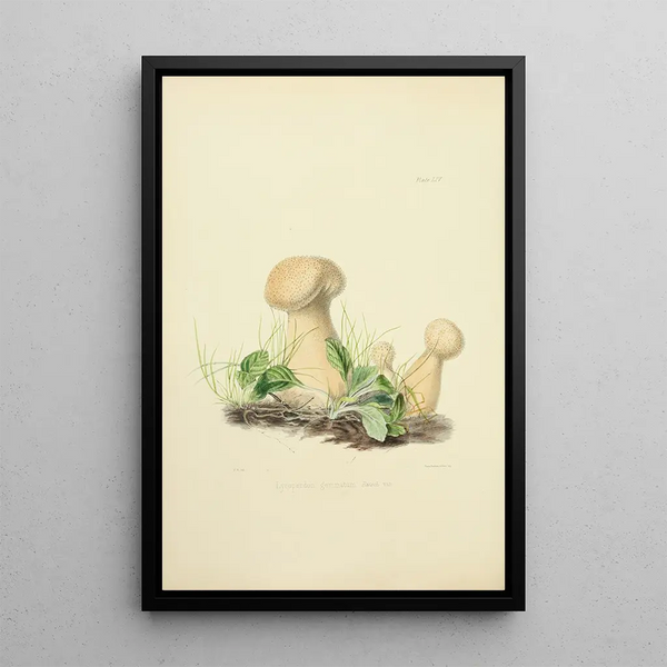 Anna Maria Hussey - Illustrations of British mycology Pl54.webp