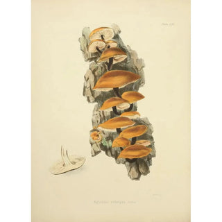 Anna Maria Hussey - Illustrations of British mycology Pl56.webp