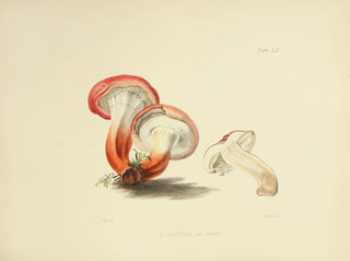 Anna Maria Hussey - Illustrations of British mycology Pl60.webp