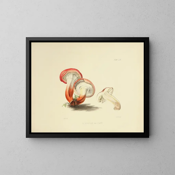 Ilustracje brytyjskiej mykologii Pl60 - Anna Maria Hussey — oprawiony obraz na ścianie