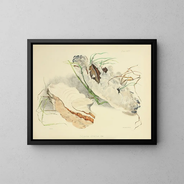 Ilustracje z brytyjskiej mykologii Pl64 - Anna Maria Hussey — oprawiony obraz na ścianie