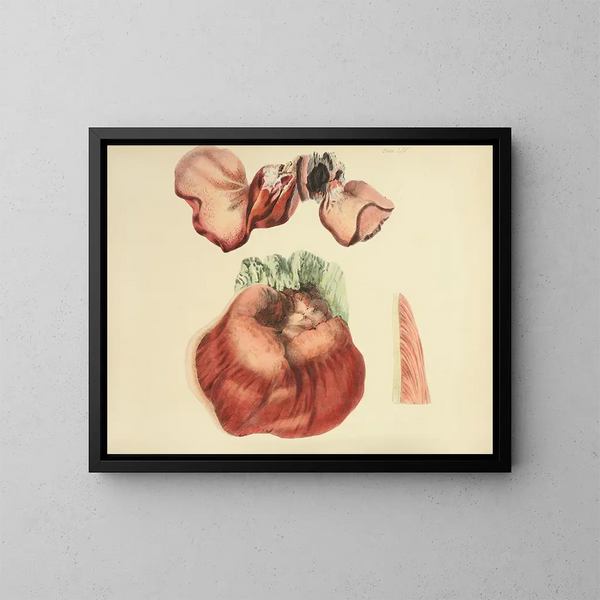 Ilustracje brytyjskiej mykologii Pl65 - Anna Maria Hussey — oprawiony obraz na ścianie