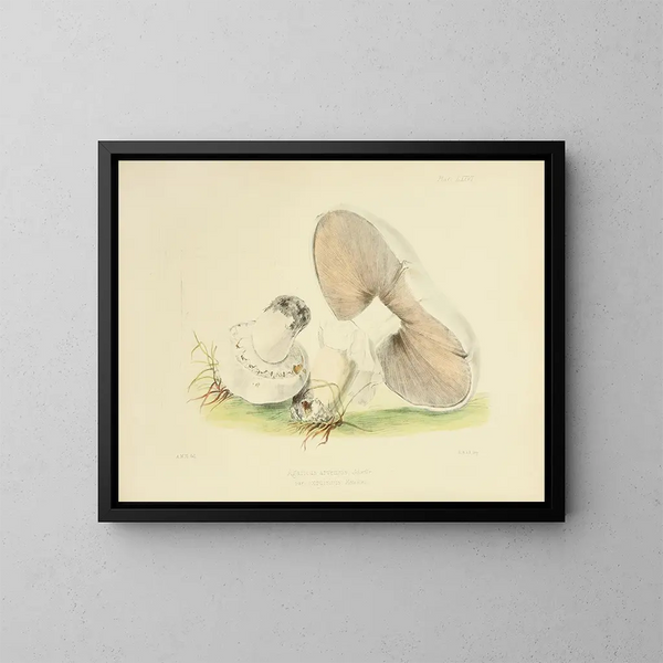 Ilustracje brytyjskiej mykologii Pl76 - Anna Maria Hussey — oprawiony obraz na ścianie