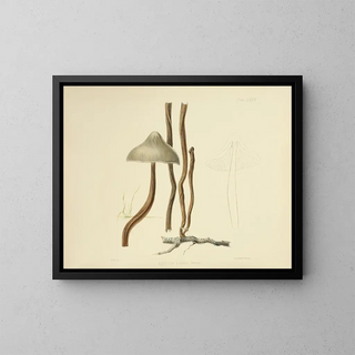 Anna Maria Hussey - Illustrations of British mycology Pl80.webp